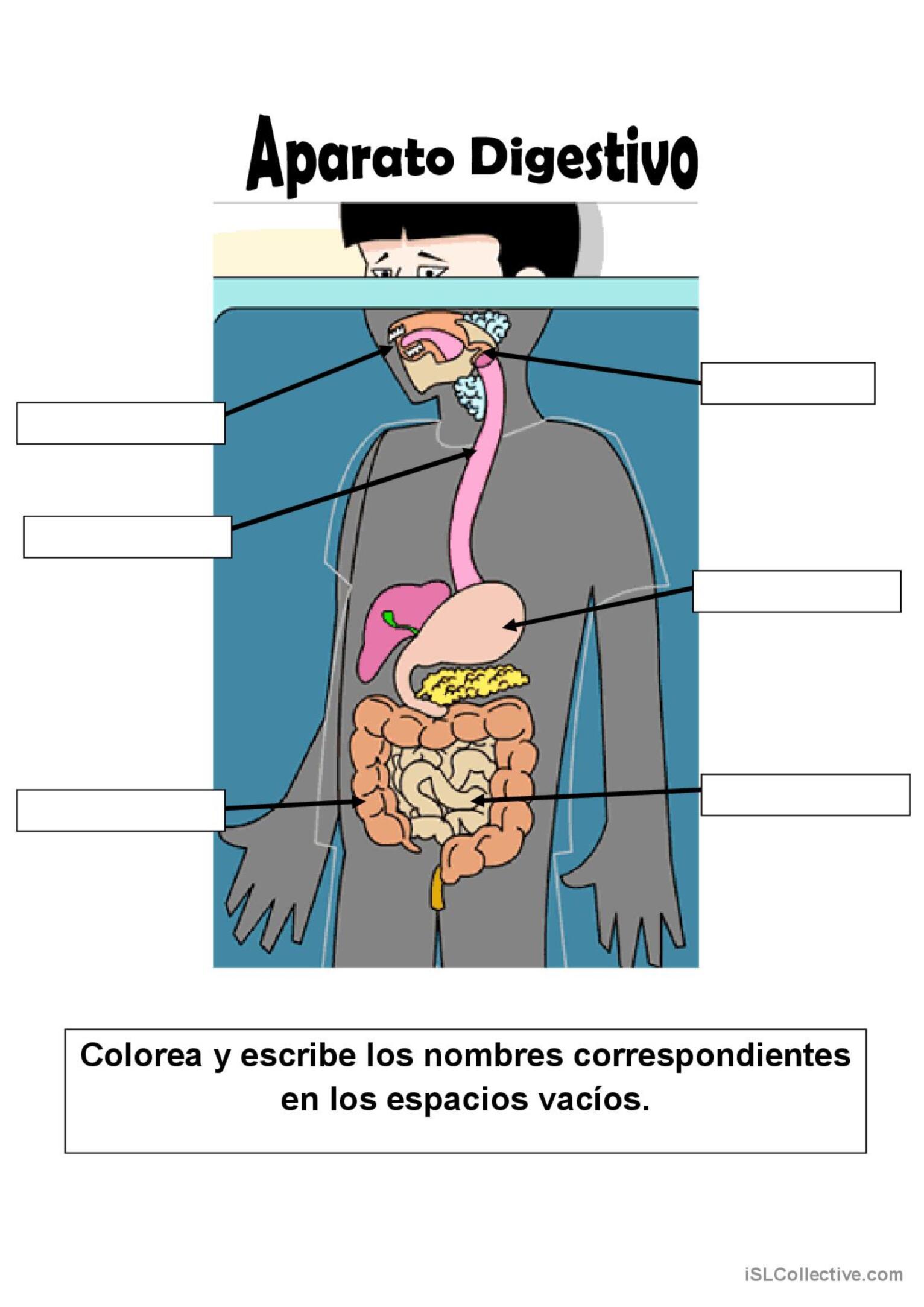 APARATO DIGESTIVO: English ESL worksheets pdf & doc