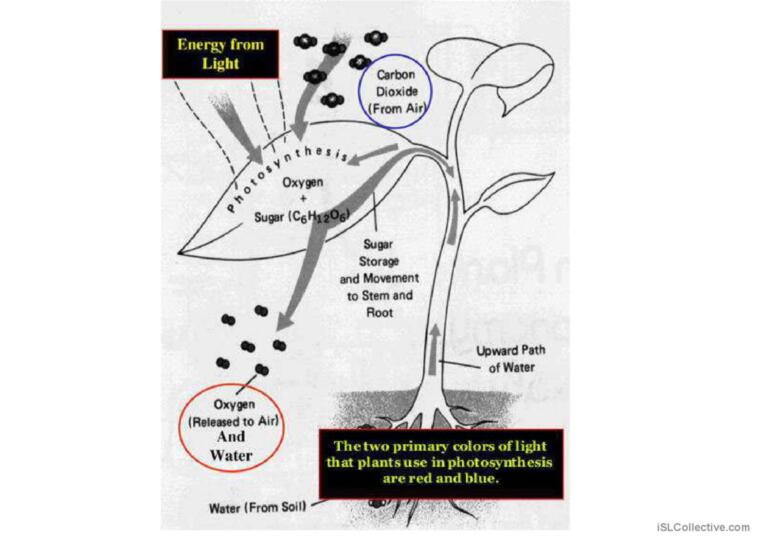 Biology classification