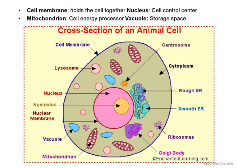 Biology classification