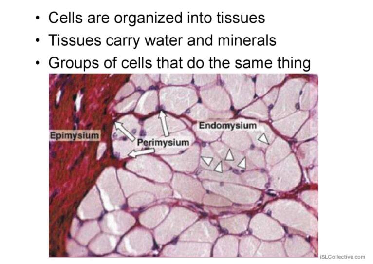 Biology classification