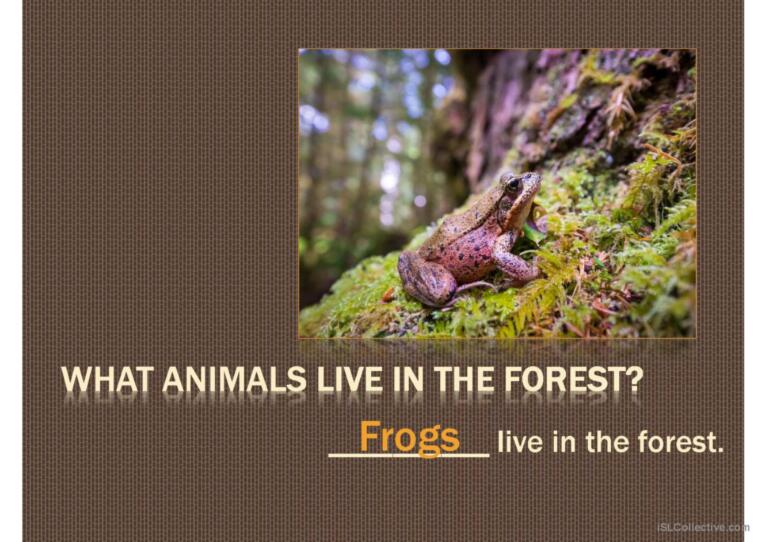 Discussion - Forest Animals